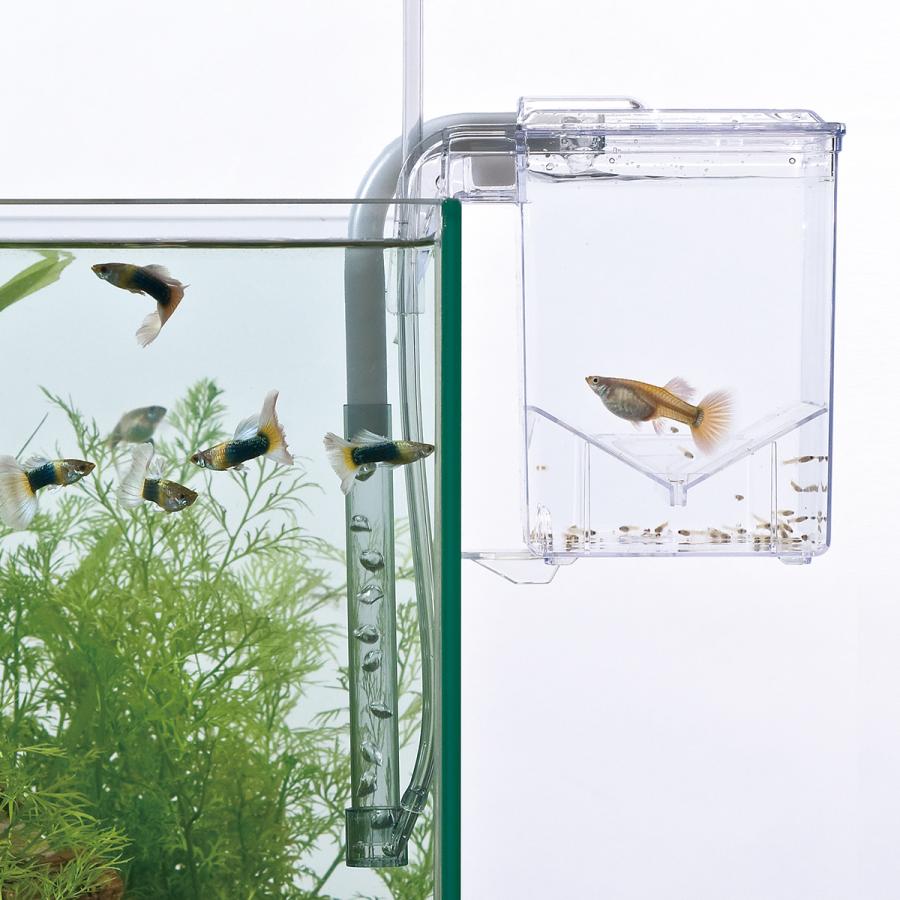 スドー　外掛式産卵飼育ボックス　サテライト | スドー | 06