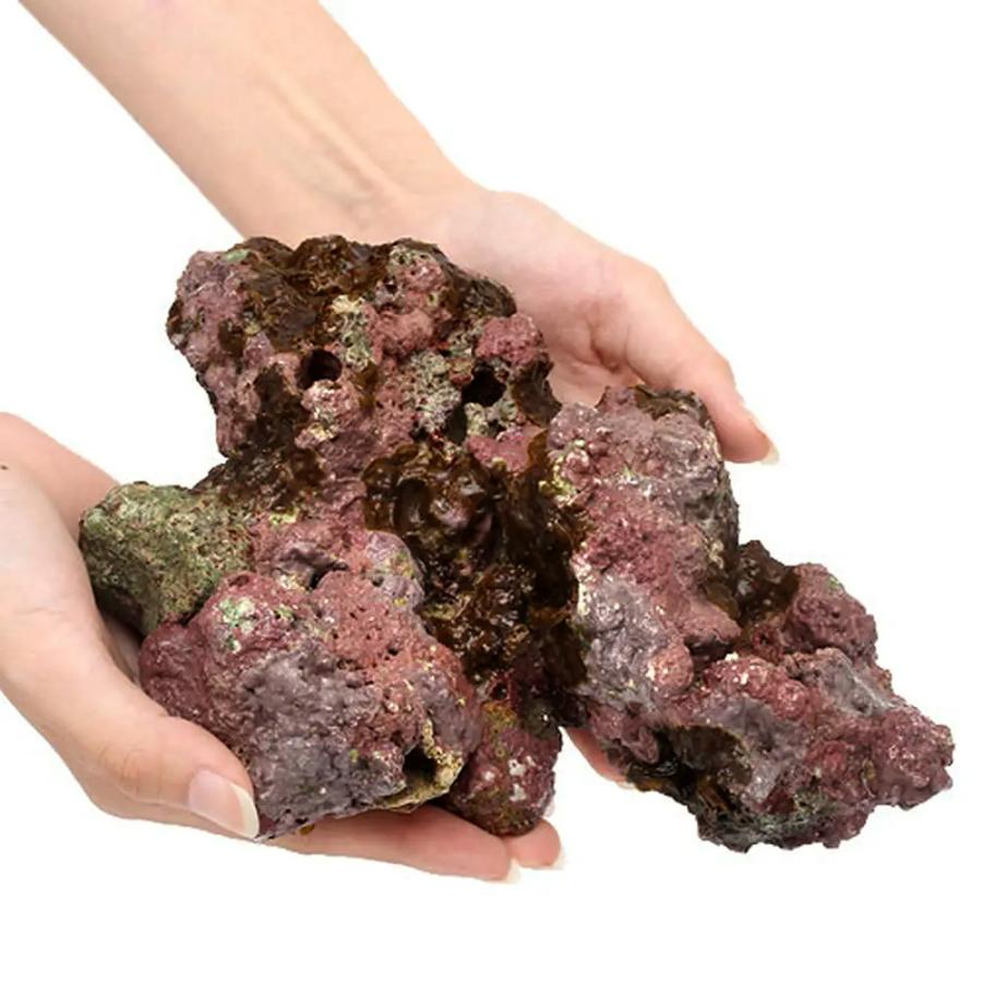 チャーム（charm） （海水魚）ライブロック EXSグレード レッド