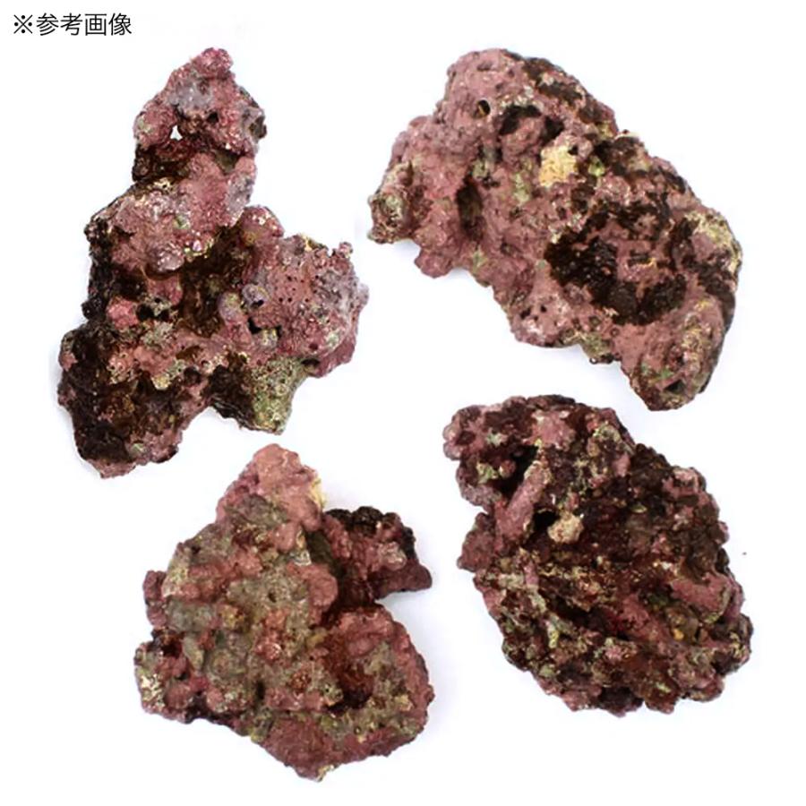 チャーム（charm） （海水魚）ライブロック EXSグレード レッド