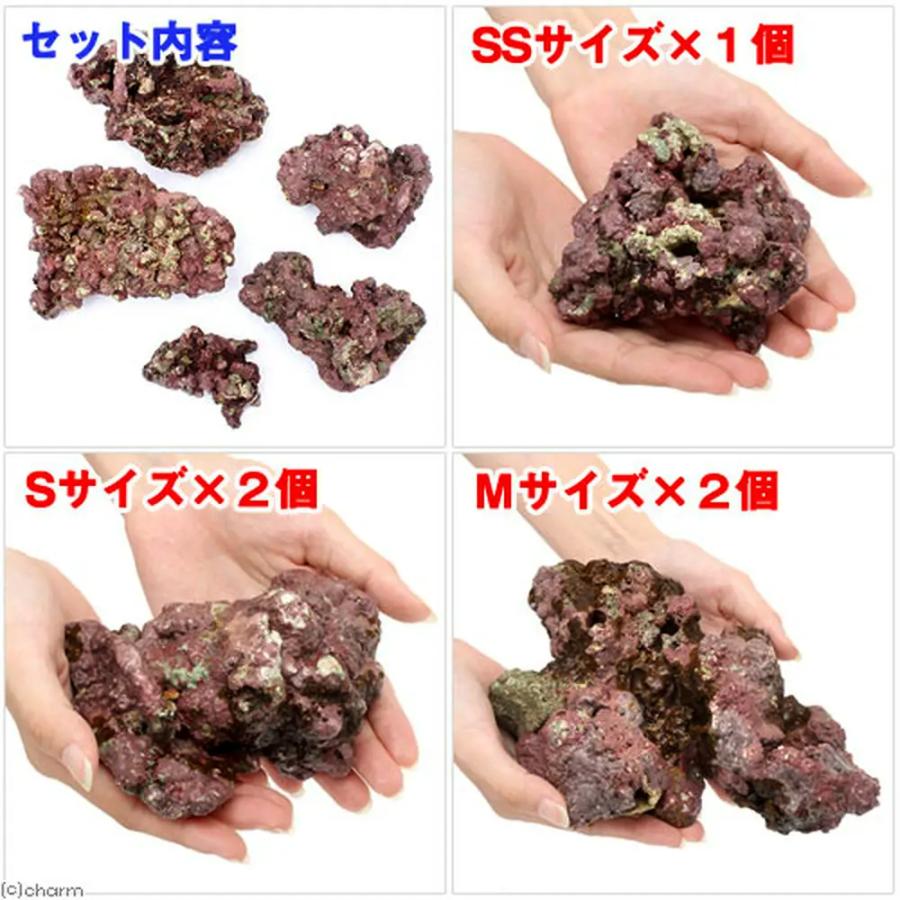 チャーム（charm） （海水魚）ライブロック EXSグレード レッド