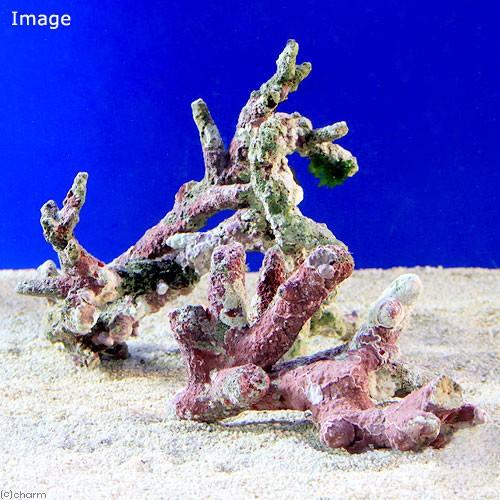 海水魚 ライブロック セミブランチ ｓｍサイズ １ｋｇ 形状お任せ 北海道 九州航空便要保温 チャーム Charm Paypayモール店 通販 Paypayモール