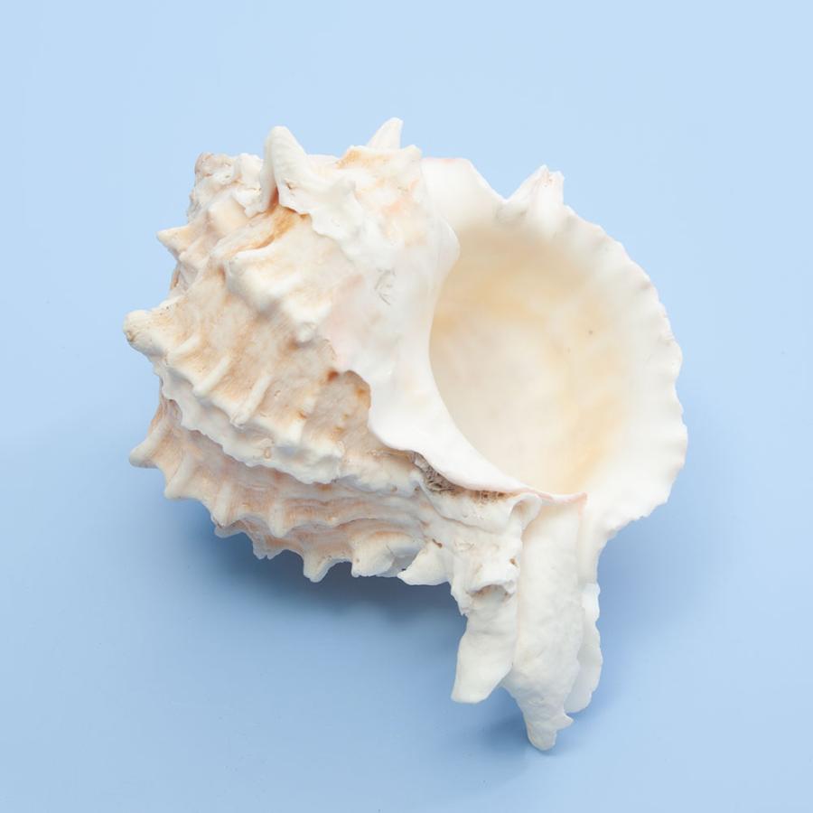 貝殻 シェルコレクション クレナイガンセキボラ（1個） : チャーム