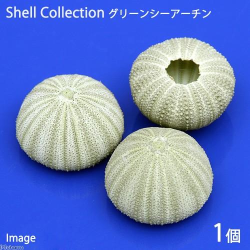 貝殻　シェルコレクション　グリーンシーアーチン　１個　形状おまかせ