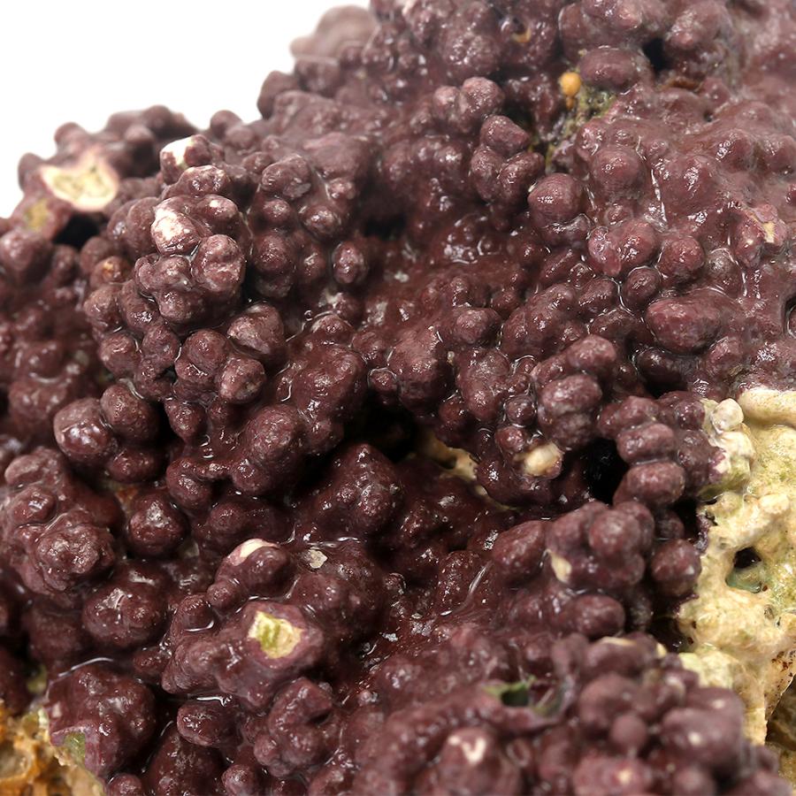 （海水魚）ライブロック　ＥＸＳグレード　パープルロック　Ｓサイズ　１個（形状お任せ）　北海道・九州航空便要保温 | チャーム（ペット） | 01