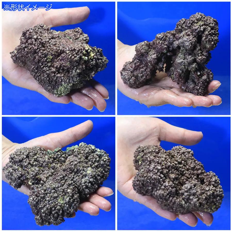 （海水魚）ライブロック　ＥＸＳグレード　パープルロック　Ｓサイズ　１個（形状お任せ）　北海道・九州航空便要保温 | チャーム（ペット） | 03