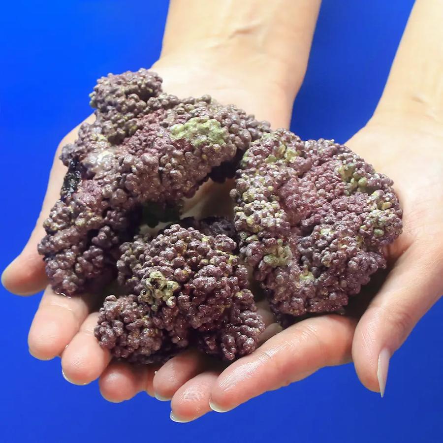 チャーム（charm） （海水魚）ライブロック EXSグレード パープル