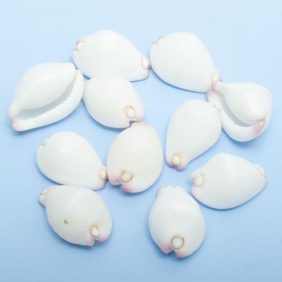 貝殻 シェルコレクション セムシウミウサギ（3個）（形状お任せ