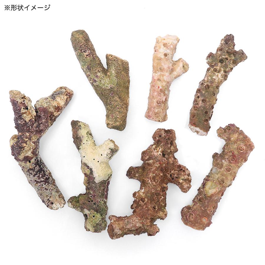 海水魚）スティックライブロック Mサイズ（3本）（形状お任せ