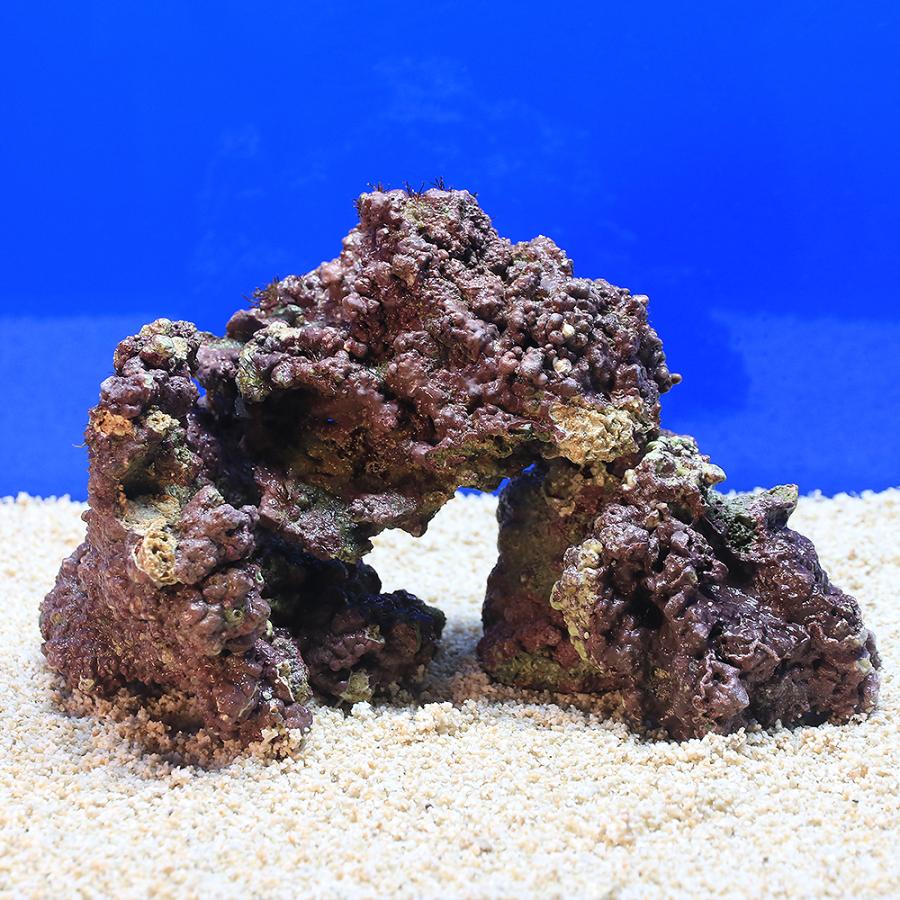 海水魚）Sグレードライブロック SS−Sサイズミックス（1kg