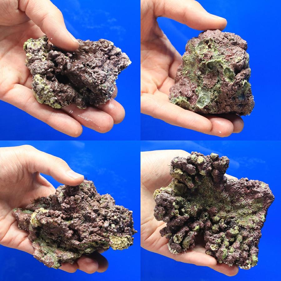 海水魚）Sグレードライブロック SS−Sサイズミックス（1kg