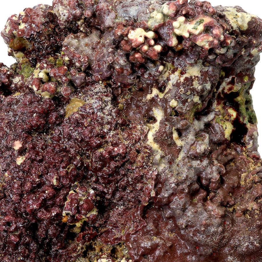 海水魚）ライブロック プレート状 サイズミックス（2kg） 北海道