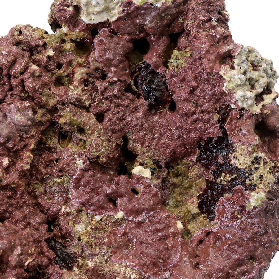 海水魚）ライブロック プレート状 サイズミックス（2kg） 北海道