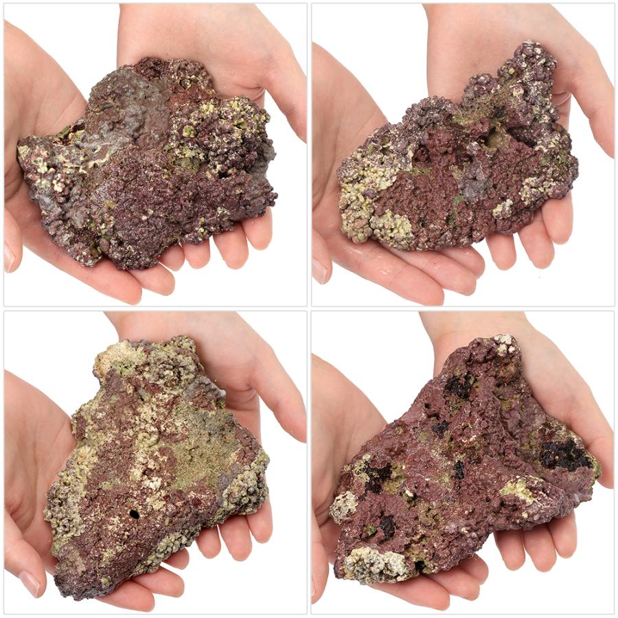 海水魚）ライブロック プレート状 サイズミックス（2kg） 北海道