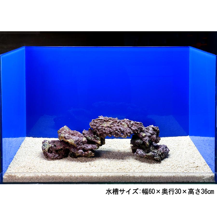 海水魚）ライブロック プレート状 サイズミックス（2kg） 北海道