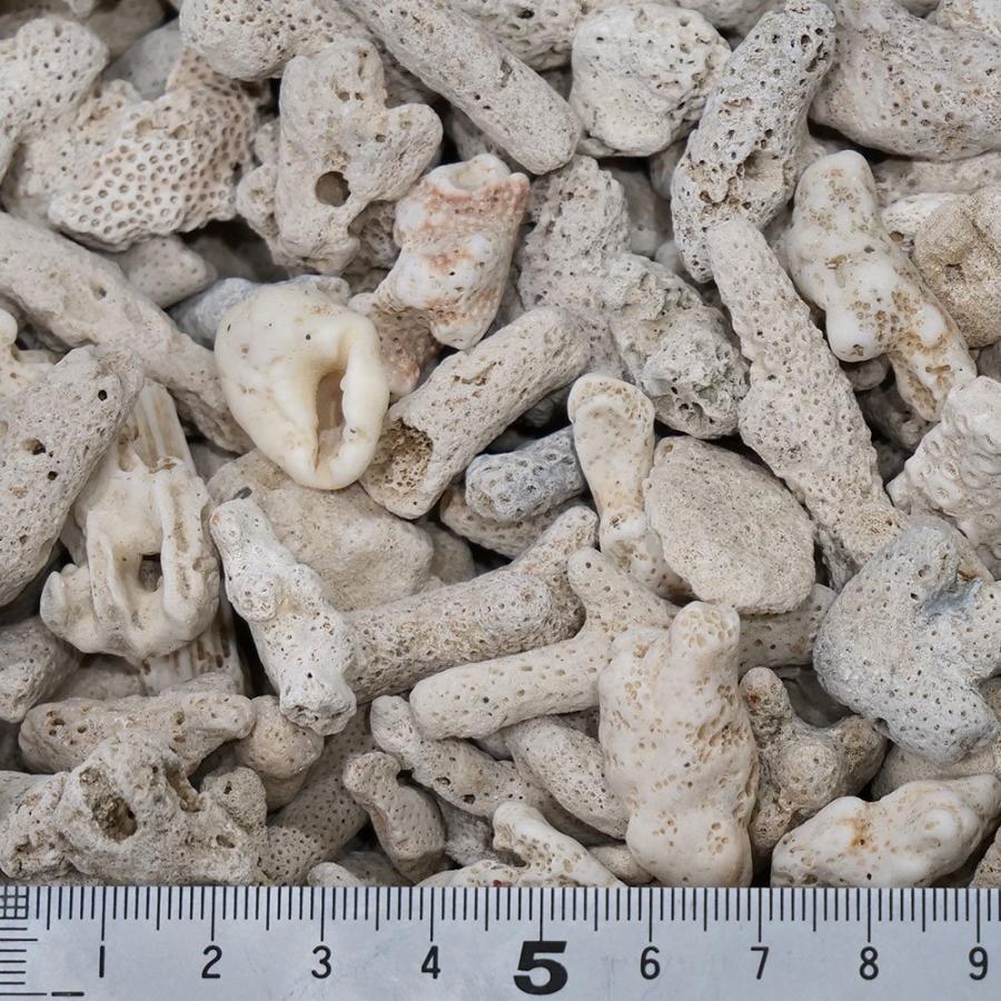 コーラルボーン サンゴ砂 ＃25 10kg : チャーム charm ヤフー店