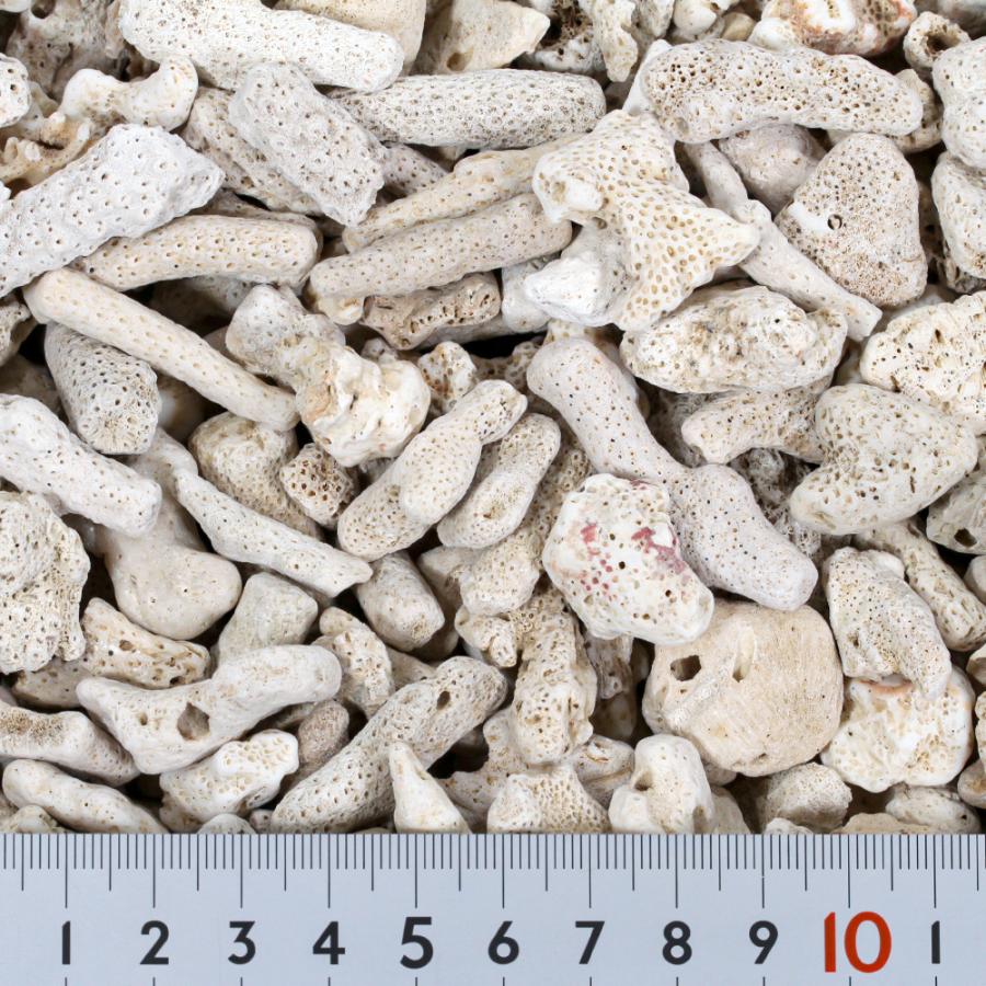 コーラルボーン＃25 サンゴ砂 10kg（約13L） : チャーム