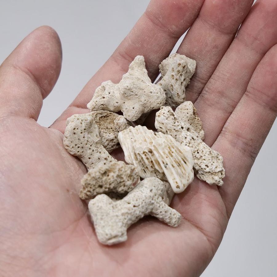 コーラルボーン サンゴ砂 ＃25 10kg : チャーム charm ヤフー店