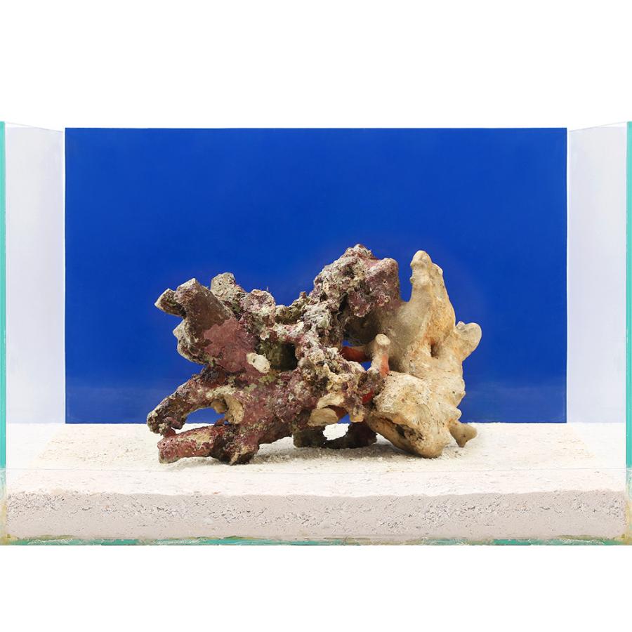 海水魚 一点物 ライブロック ｌサイズ ｌｒ ５１６６ １個 北海道航空便要保温 沖縄別途送料 チャーム Charm Paypayモール店 通販 Paypayモール