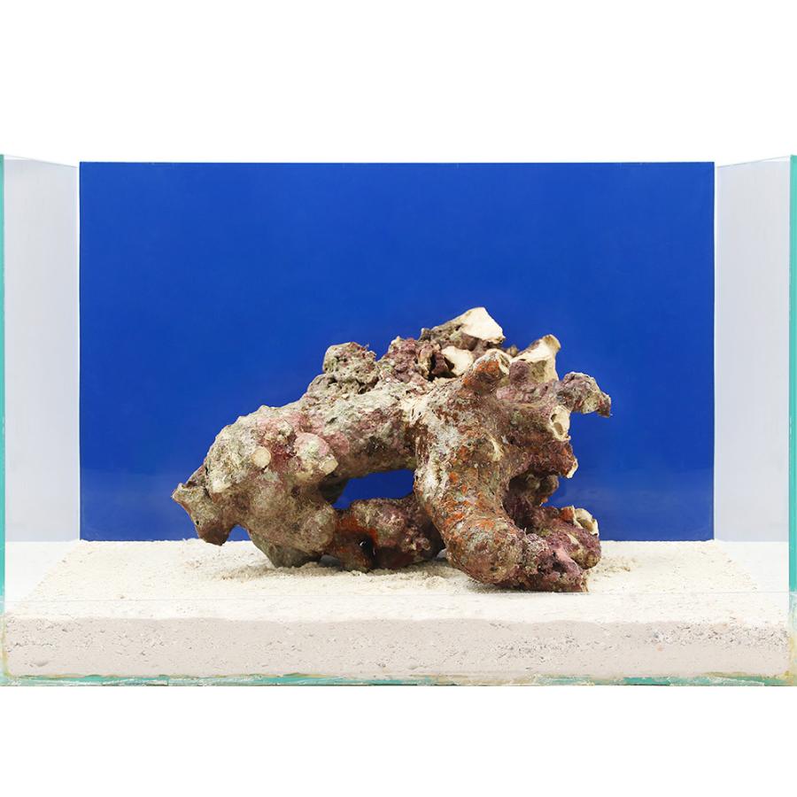 注目ブランド 海水魚 一点物 ライブロック ｌサイズ ｌｒ ５１８３ １個 北海道航空便要保温 沖縄別途送料 第1位獲得 Www Etincellesdecouleurs Fr