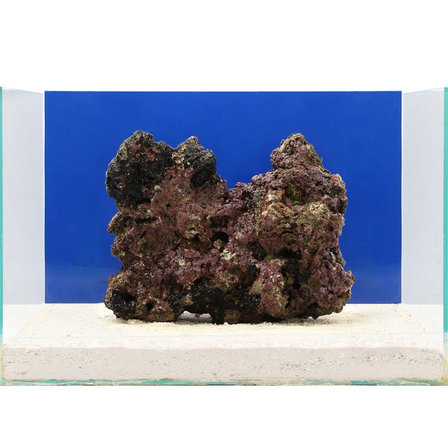 高質で安価 海水魚 一点物 ライブロック ｌｌサイズ ｌｒ ５２１８ １個 北海道航空便要保温 沖縄別途送料 人気ブランドを 12ccfpala9ifdik9e5ad6cj8bt2i1af8be1bb2e76a Com