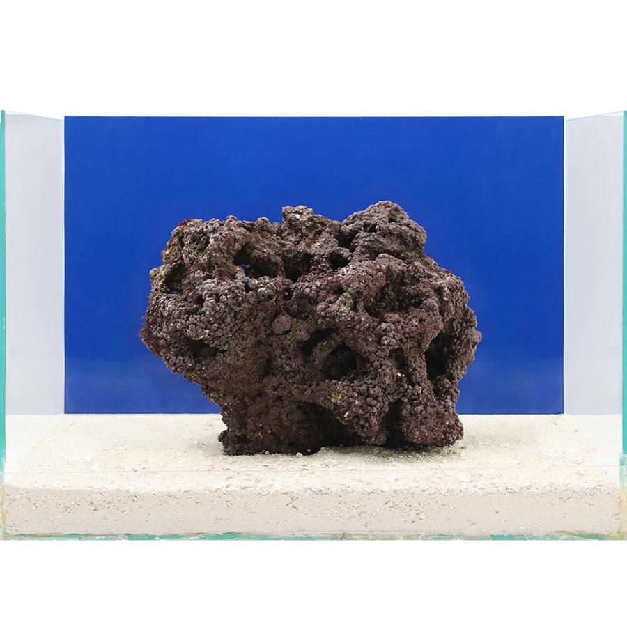 海水魚 一点物 ライブロック ｌｌサイズ ｌｒ ５２４１ １個 北海道航空便要保温 沖縄別途送料 チャーム Charm Paypayモール店 通販 Paypayモール