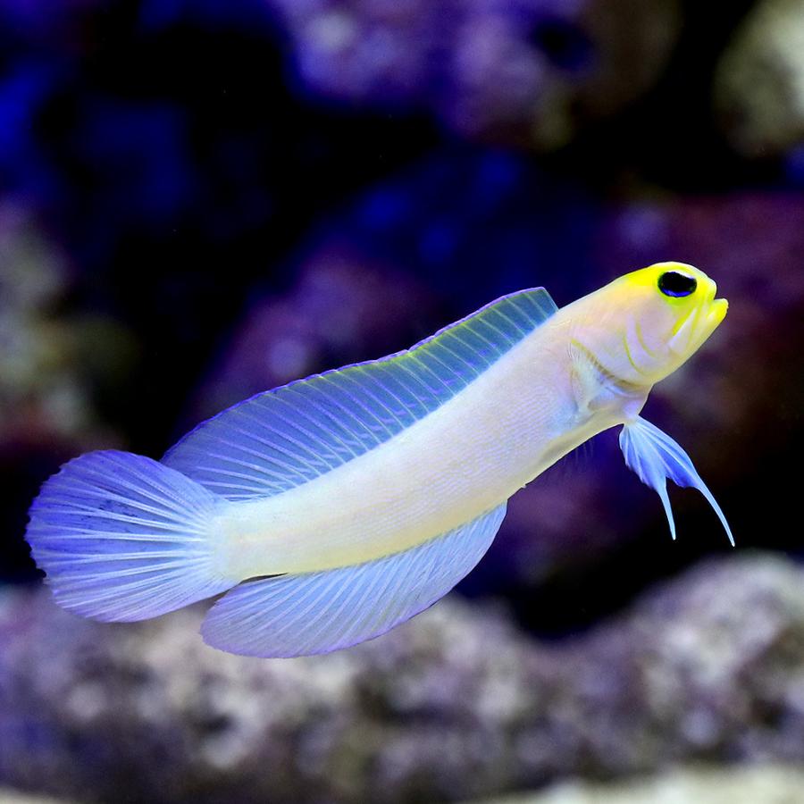 海水魚 イエローヘッドジョーフィッシュ ｓサイズ １匹 北海道 九州航空便要保温 沖縄別途送料 チャーム Charm Paypayモール店 通販 Paypayモール