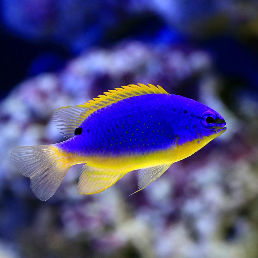 定番から日本未入荷 海水魚 フィジーダムセル メス １匹 北海道航空便要保温 お歳暮