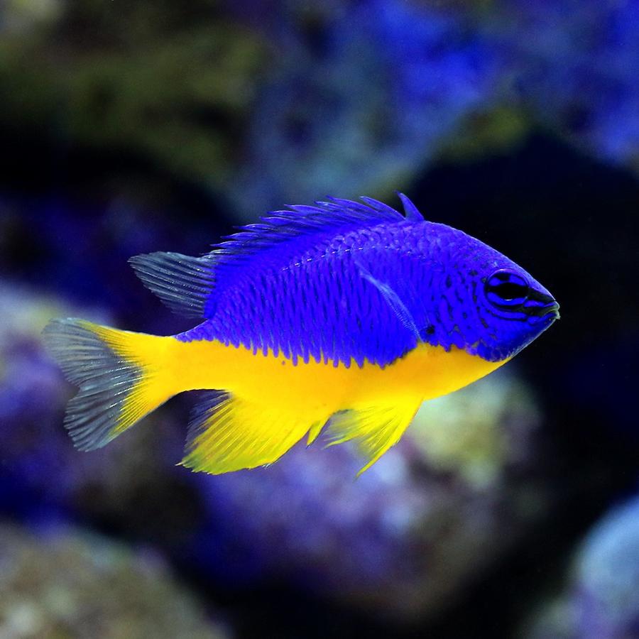 海水魚 ロイヤルダムセル １匹 チャーム Charm Paypayモール店 通販 Paypayモール