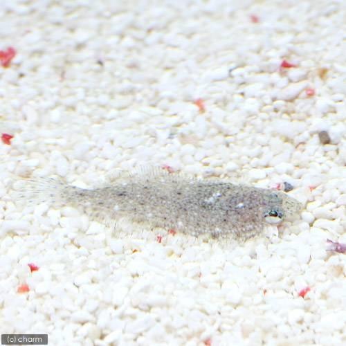 （海水魚）ヒラメ　ベビー（ブリード）（１匹）　北海道・九州航空便要保温 |  | 01