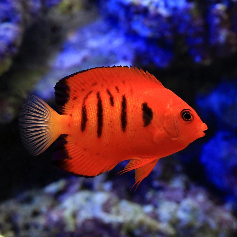 海水魚）ヤッコ クリスマス産 フレームエンゼル（1匹） 北海道・九州