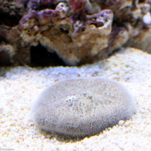 （海水魚）ウニ　カシパンｓｐ．（１匹）　北海道・九州航空便要保温 | チャーム（ペット）