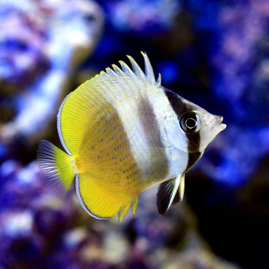 海水魚 沖縄産 ミゾレチョウチョウウオ １匹 北海道 九州航空便要保温 Mfc Taldom