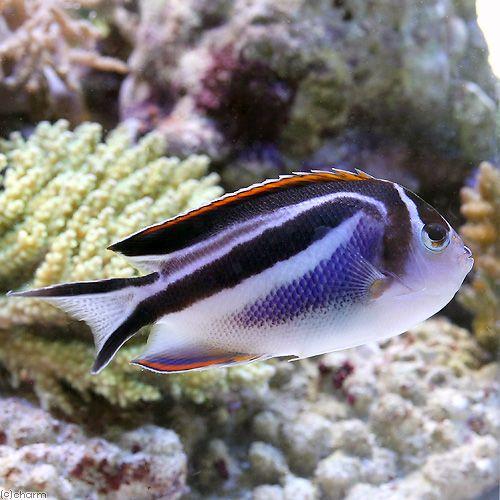 店 ベルスエンゼル Paypayモール店 沖縄別途送料 チャーム 通販 熱帯魚 アクアリウム用品 海水魚 サンゴ 水生生物 Charm 北海道 九州 沖縄航空便要保温 メス １匹 海水魚 ヤッコ