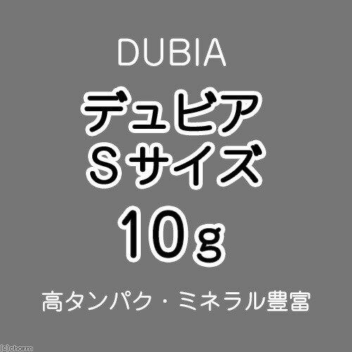 生餌）死着保証あり デュビア（アルゼンチンモリゴキブリ） Sサイズ 