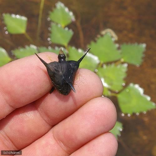 （ビオトープ）水生植物　コオニビシ（１株）　浮葉植物 | チャーム（ペット） | 01