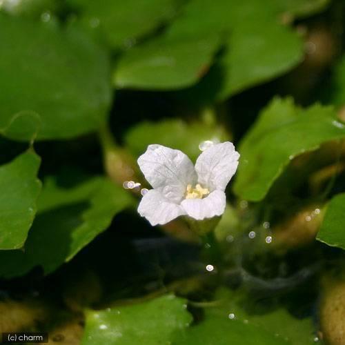 （ビオトープ）水生植物　コオニビシ（１株）　浮葉植物 | チャーム（ペット） | 02