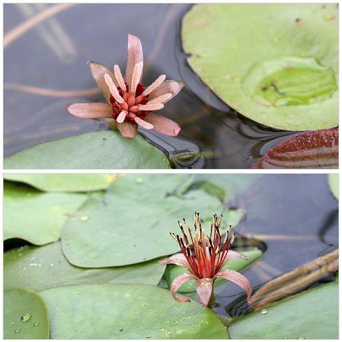 （ビオトープ）水生植物　ジュンサイ（１株）　浮葉植物　日本産水草（Yahoo!・チャーム charm ヤフー店）