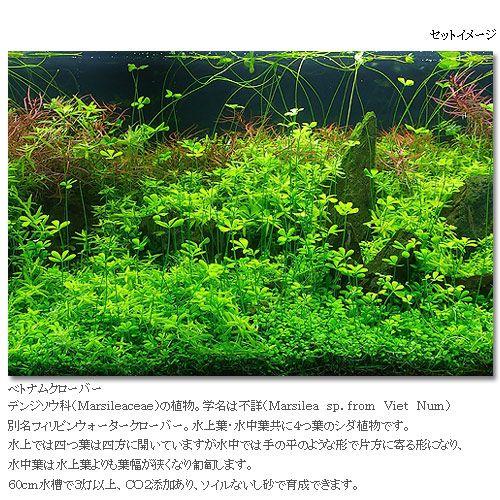 （水草）ベトナムクローバー（水中葉）（無農薬）（５株分） | チャーム（ペット） | 01