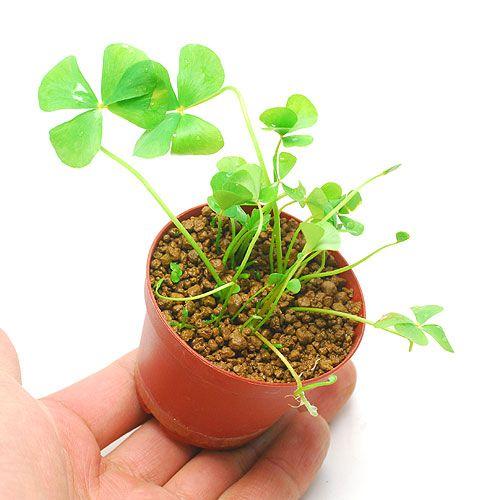 （水草）ベトナムクローバー（水中葉）（無農薬）（５株分） | チャーム（ペット） | 02