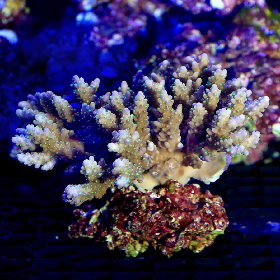 最終値下げ サンゴ 一点物 トンガ産 ミドリイシｓｐ ｃｍ １３４６７ １個 北海道航空便要保温 沖縄別途送料 人気ブランド Www Cepici Gouv Ci