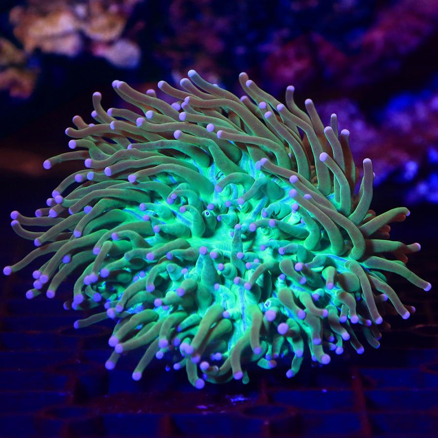 サンゴ 一点物 パラオクサビライシ グリーン ｃｍ １３４９６ １個 北海道航空便要保温 沖縄別途送料 チャーム Charm Paypayモール店 通販 Paypayモール