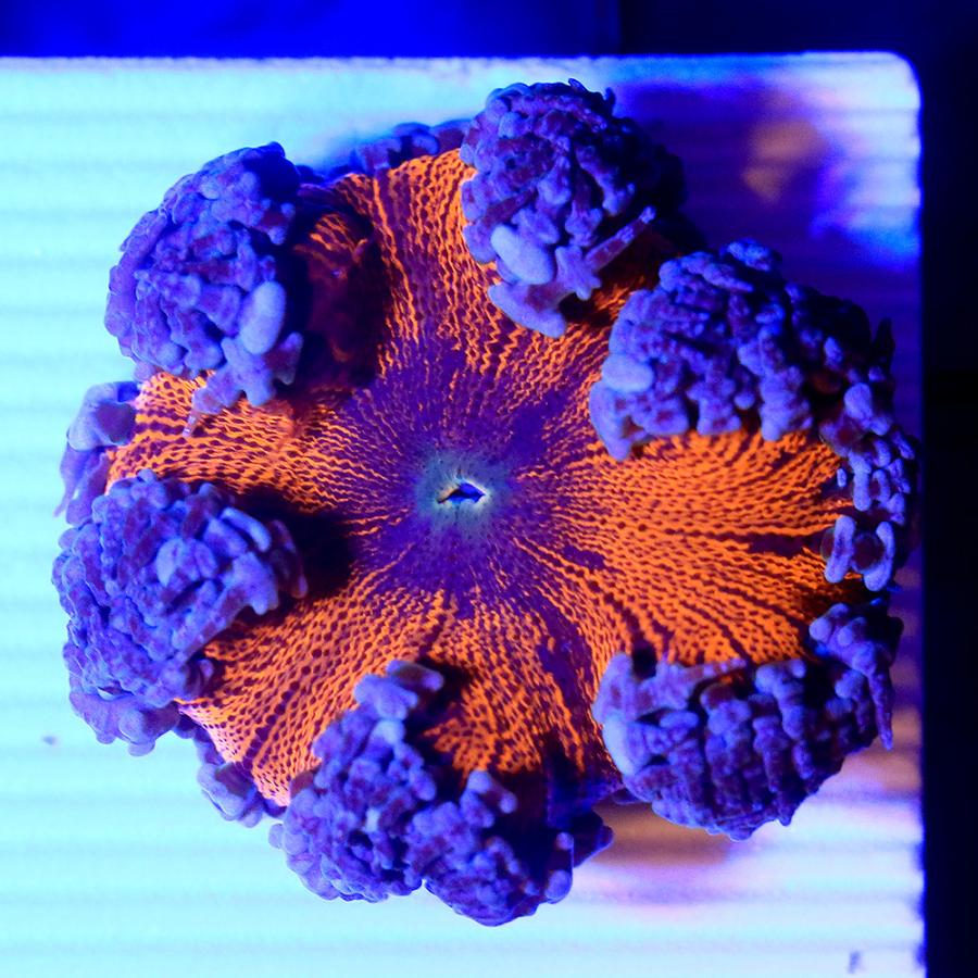 限定製作 海水魚 一点物 ファンシーロックアネモネ センターレッド ｃｍ １３５２０ １個 北海道航空便要保温 沖縄別途送料 人気絶頂 Www Simon Page Com