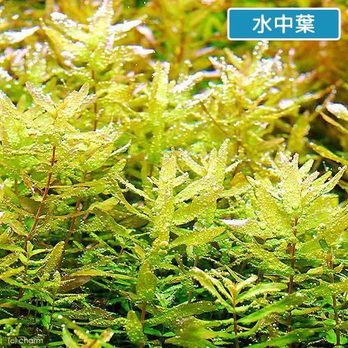 水草 ロタラ マクランドラ グリーン 水上葉 無農薬 ５本 チャーム Charm Paypayモール店 通販 Paypayモール