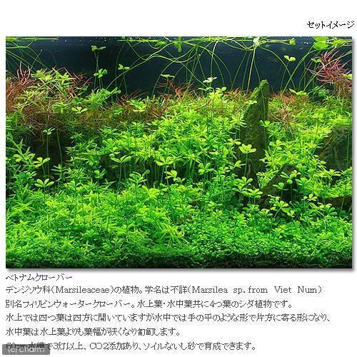 （水草）ベトナムクローバー（水上葉）（無農薬）（１パック分） | チャーム（ペット） | 02