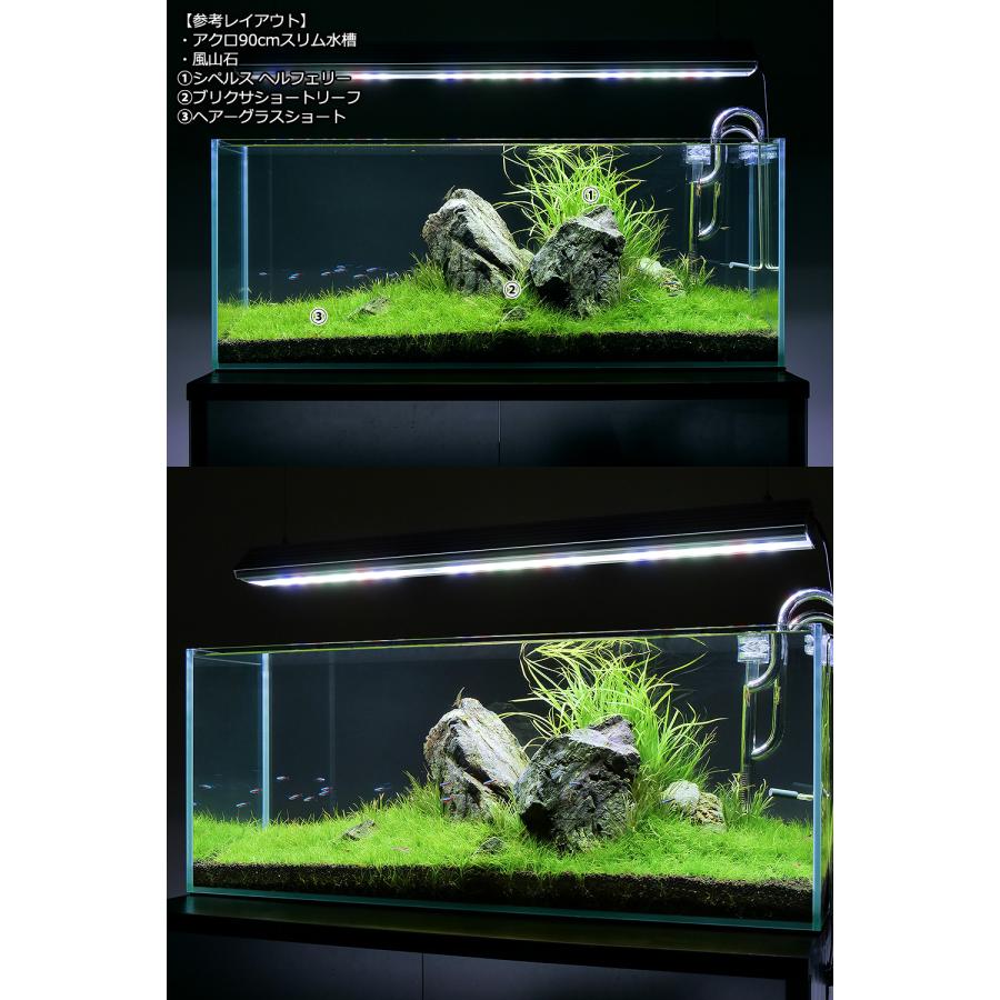 チャーム（charm） （水草）ヘアーグラス ショート（水上葉）（無農薬
