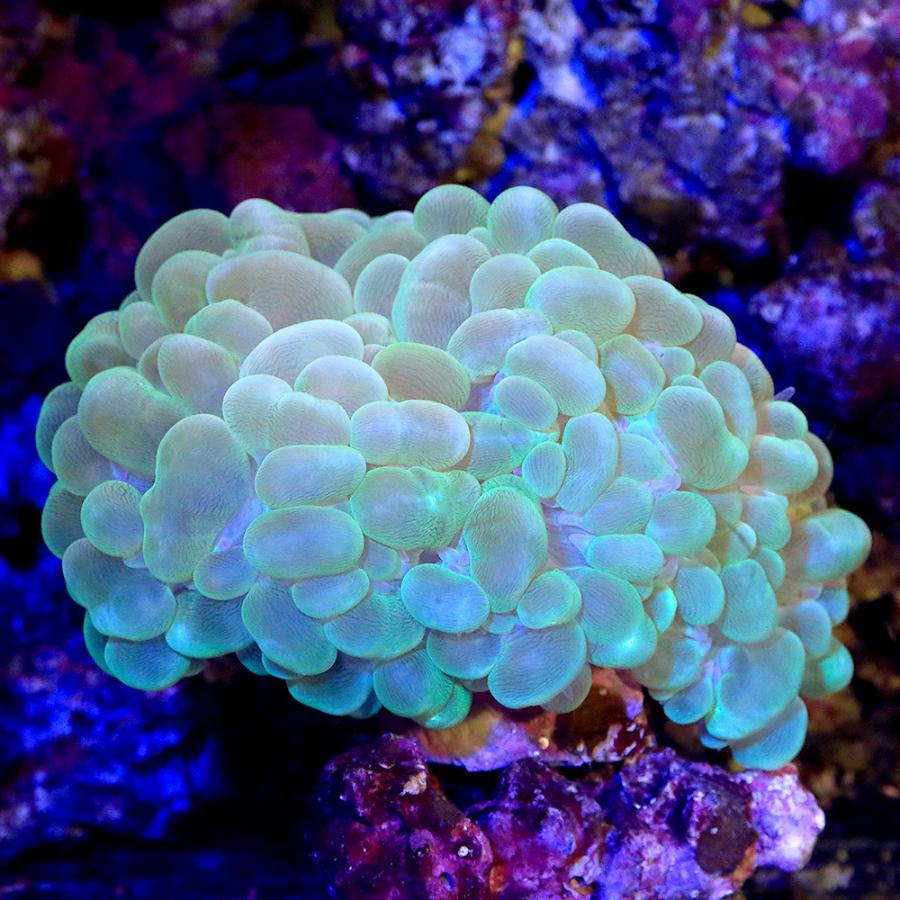 純正最安価格 サンゴ 一点物 ミズタマサンゴ グリーン ｃｍ １４０５８ １個 北海道 九州航空便要保温 沖縄別途送料 購入新作 Tort Az