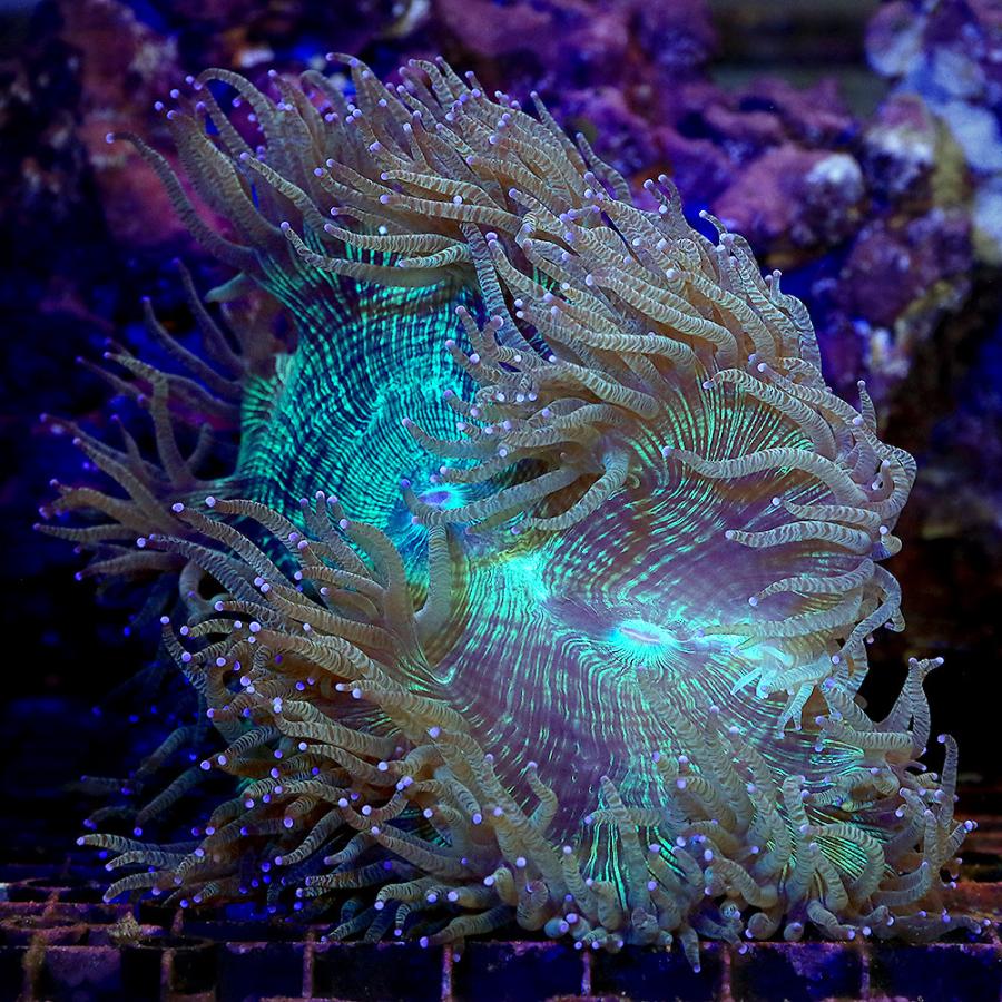 純正超安い サンゴ 一点物 オーストラリア産 トランペットコーラル ｃｍ １４１０７ １個 北海道 九州航空便要保温 沖縄別途送料 値下げ販売中 Ssl Daikyogo Or Jp