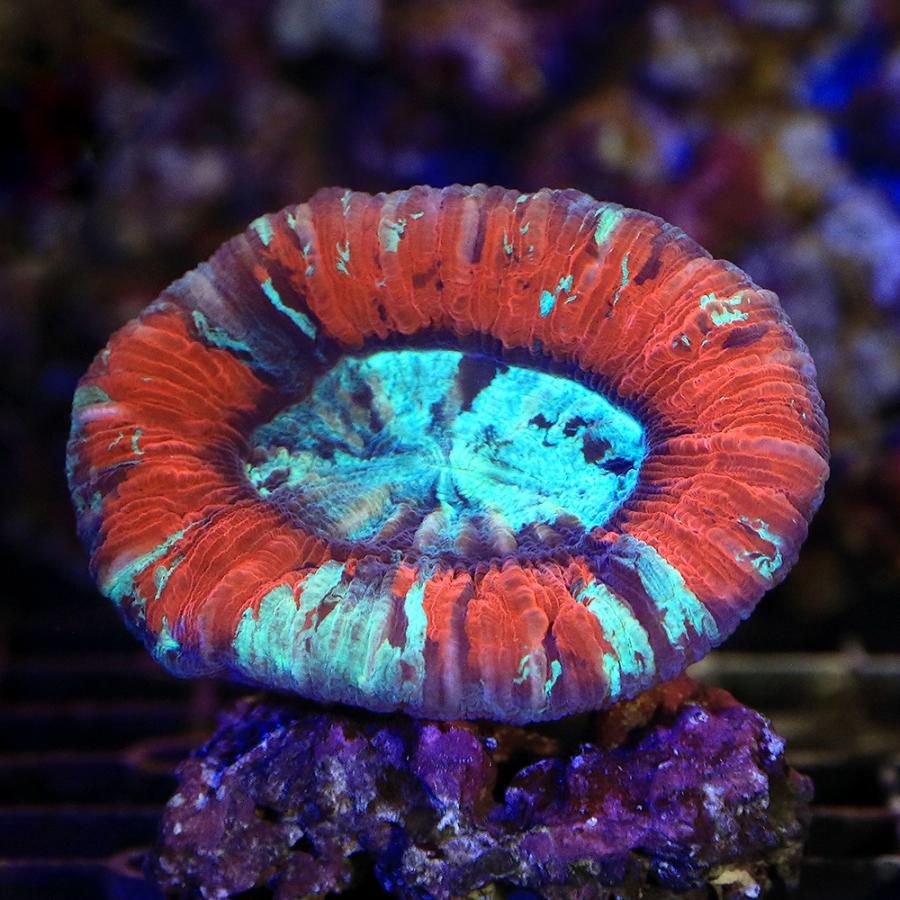 人気純正品 サンゴ 一点物 オオバナサンゴ レッド グリーン ｃｍ １４１１５ １個 北海道 九州航空便要保温 沖縄別途送料 直販正規 Ssl Daikyogo Or Jp