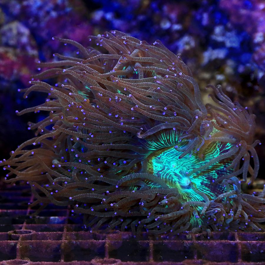 ショッピング販促 サンゴ 一点物 オーストラリア産 トランペットコーラル ｃｍ １４１２３ １個 北海道 九州航空便要保温 沖縄別途送料 純正販売済み Ssl Daikyogo Or Jp