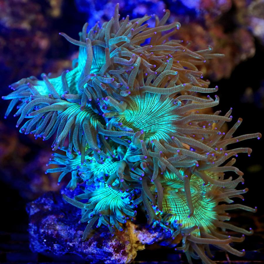 免税店 通販 サンゴ 一点物 オーストラリア産 トランペットコーラル ｃｍ １４１２５ １個 北海道 九州航空便要保温 沖縄別途送料 海外輸入 Ssl Daikyogo Or Jp